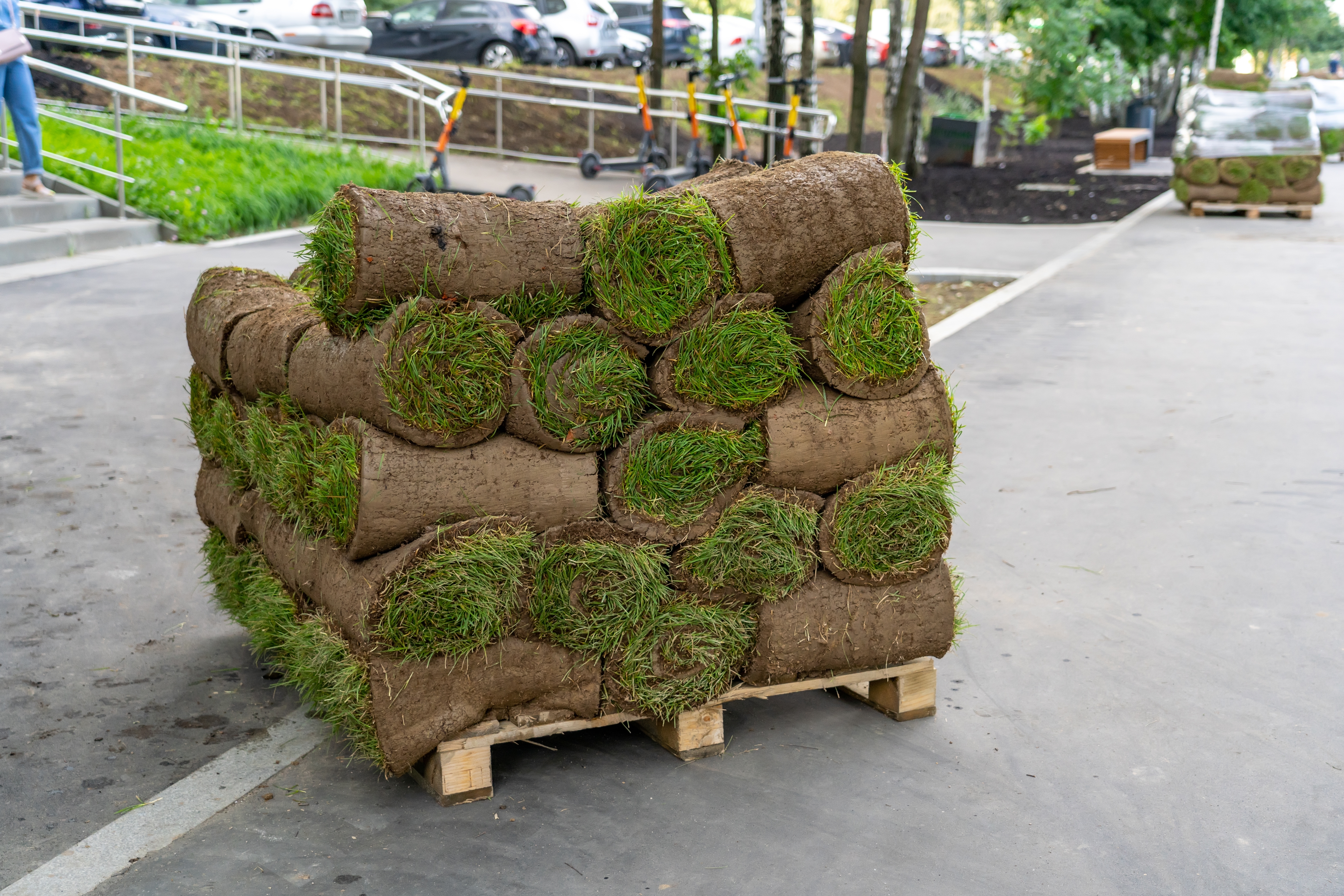 Sod Process